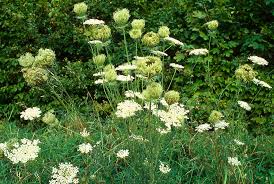 Image result for Daucus carota
