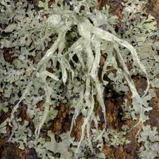 Attēlu rezultāti vaicājumam “Ramalina calicaris”