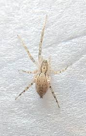 Attēlu rezultāti vaicājumam “Anyphaena accentuata”