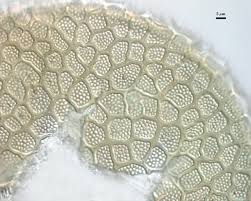 Attēlu rezultāti vaicājumam “Craterium aureum spores”