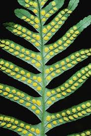 Attēlu rezultāti vaicājumam “Polypodium vulgare”
