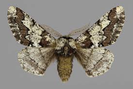 Attēlu rezultāti vaicājumam “Biston strataria”