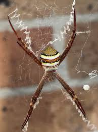 Image result for st andrews cross spider