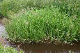 Attēlu rezultāti vaicājumam “Glyceria maxima fruit”