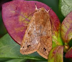 Attēlu rezultāti vaicājumam “Orthosia munda”