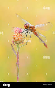 Attēlu rezultāti vaicājumam “Sympetrum sanguineum male”