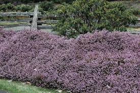 Attēlu rezultāti vaicājumam “Erica x darleyensis flower”