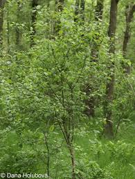 Attēlu rezultāti vaicājumam “Frangula alnus”