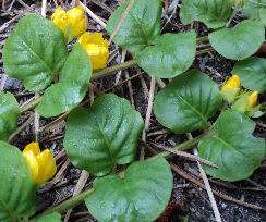 Attēlu rezultāti vaicājumam “Lysimachia vulgaris fruit”