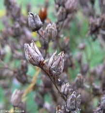 Attēlu rezultāti vaicājumam “Hypericum perforatum bud”