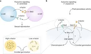 Attēlu rezultāti vaicājumam “Physarum confertum sessile”