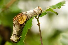 Attēlu rezultāti vaicājumam “Phalera bucephala imago”