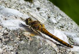 Attēlu rezultāti vaicājumam “Sympetrum danae”