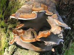 Attēlu rezultāti vaicājumam “Fomes fomentarius”