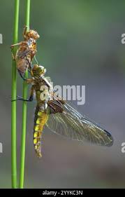 Attēlu rezultāti vaicājumam “Libellula quadrimaculata exuvia”