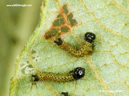 Attēlu rezultāti vaicājumam “Phalera bucephala larva”