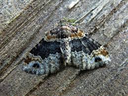 Attēlu rezultāti vaicājumam “Xanthorhoe ferrugata”