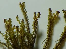 Attēlu rezultāti vaicājumam “Chiloscyphus polyanthos”