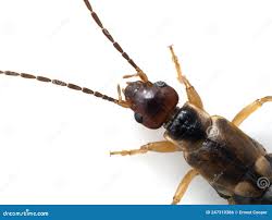 Attēlu rezultāti vaicājumam “Forficula auricularia female”