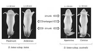 Attēlu rezultāti vaicājumam “Dicranella staphylina cells”