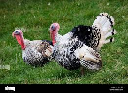 Attēlu rezultāti vaicājumam “Meleagris male”