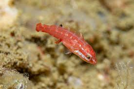 Image result for Tautogolabrus adspersus