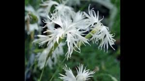 Attēlu rezultāti vaicājumam “Dianthus arenarius”