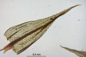 Attēlu rezultāti vaicājumam “Philonotis calcarea”