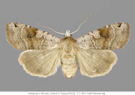 Attēlu rezultāti vaicājumam “Xestia baja”