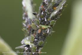 Attēlu rezultāti vaicājumam “Aphis farinosa”