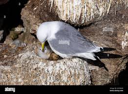 Attēlu rezultāti vaicājumam “Rissa tridactyla nest”