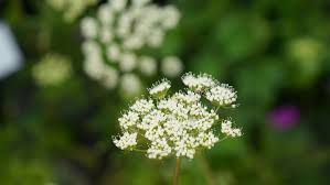 Attēlu rezultāti vaicājumam “Cenolophium denudatum”