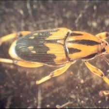 Attēlu rezultāti vaicājumam “Curculionidae”