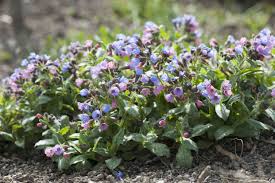 Image result for Lungenkraut