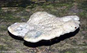 Attēlu rezultāti vaicājumam “Postia floriformis”