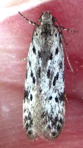 Attēlu rezultāti vaicājumam “Carpatolechia proximella”