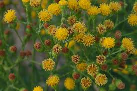 Attēlu rezultāti vaicājumam “Jacobaea vulgaris leaf”