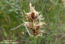 Attēlu rezultāti vaicājumam “Carex praecox”