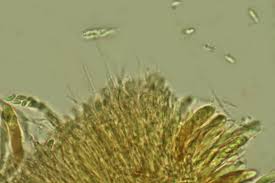 Attēlu rezultāti vaicājumam “Hyaloscypha hyalina”