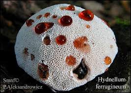 Attēlu rezultāti vaicājumam “Hydnellum ferrugineum”