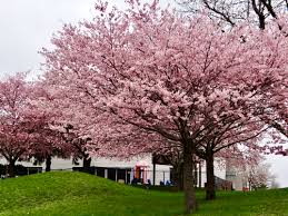 Attēlu rezultāti vaicājumam “Prunus (sakura)”