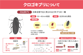 Image result for ゴキブリ報告所