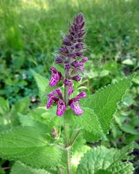 Attēlu rezultāti vaicājumam “Stachys sylvatica”