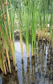 Attēlu rezultāti vaicājumam “Acoraceae”