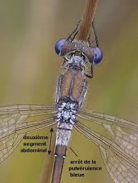 Attēlu rezultāti vaicājumam “Lestes dryas”