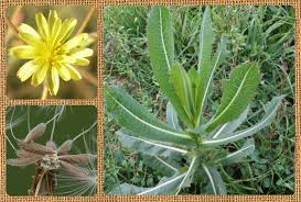 Attēlu rezultāti vaicājumam “Lactuca serriola”