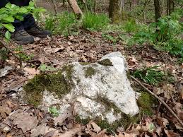 Attēlu rezultāti vaicājumam “Anomodon attenuatus sporophyte”