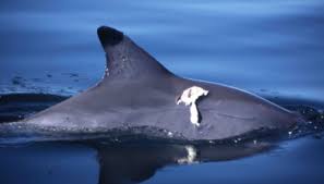 Image result for Arctogadus glacialis