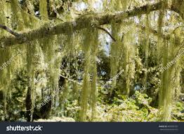 Attēlu rezultāti vaicājumam “Ramalina calicaris”