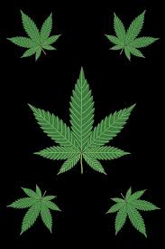 Attēlu rezultāti vaicājumam “Cannabis sativa leaf”